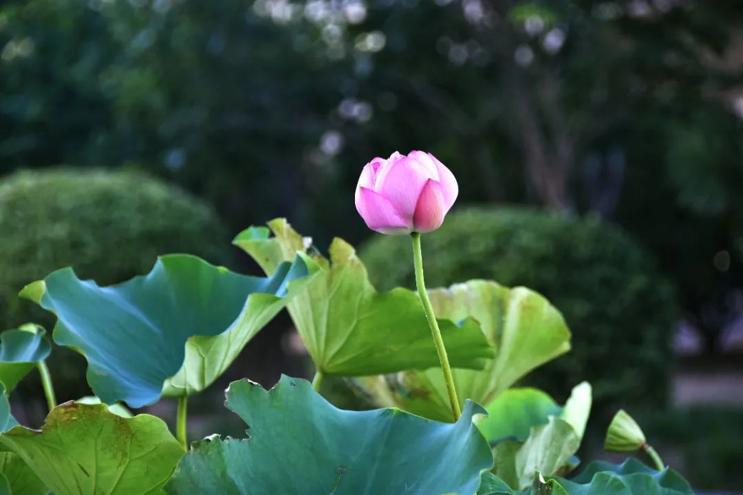image060.jpg